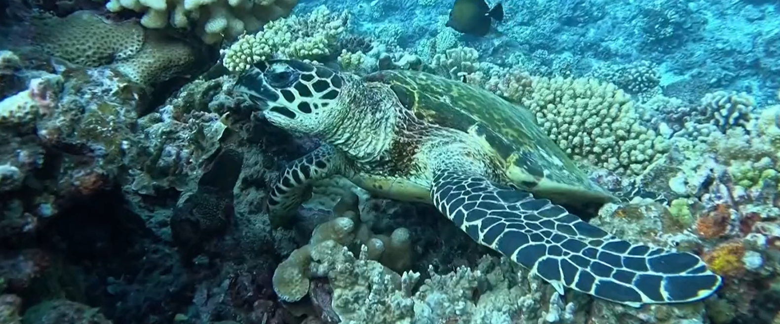 Une tortue imbriquée effleurant du corail, au fond on aperçoit un poisson